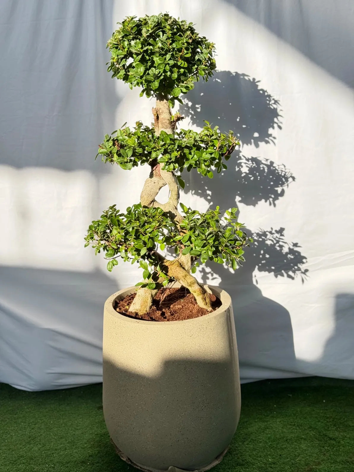 8 Shape Ficus Bonsai in a sleek Beige Pot, symbol of luck and luxury in Dubai.