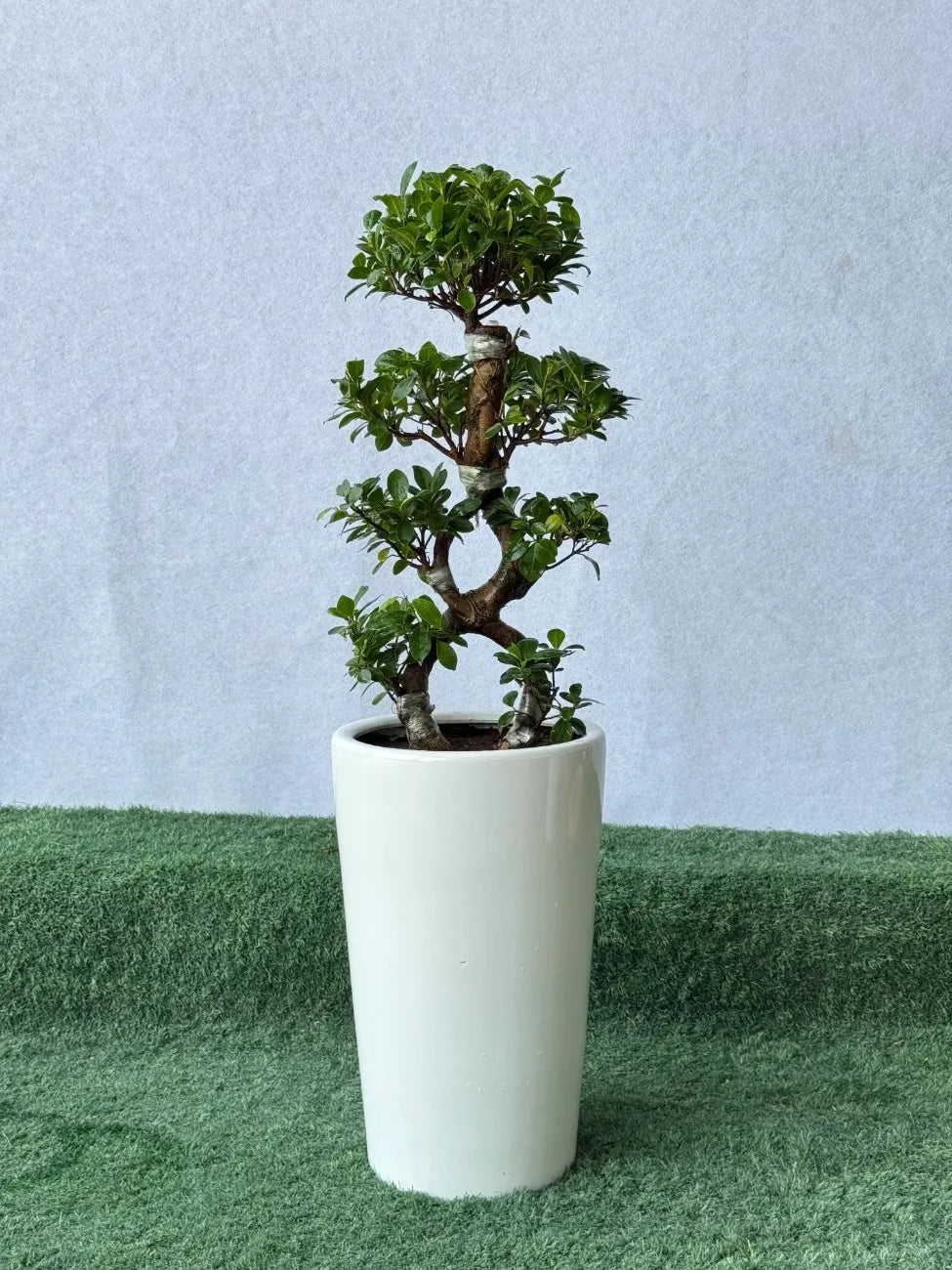 Luxury Bonsai Bundle in Tall White Pots - S shape & 8 shape bonsai