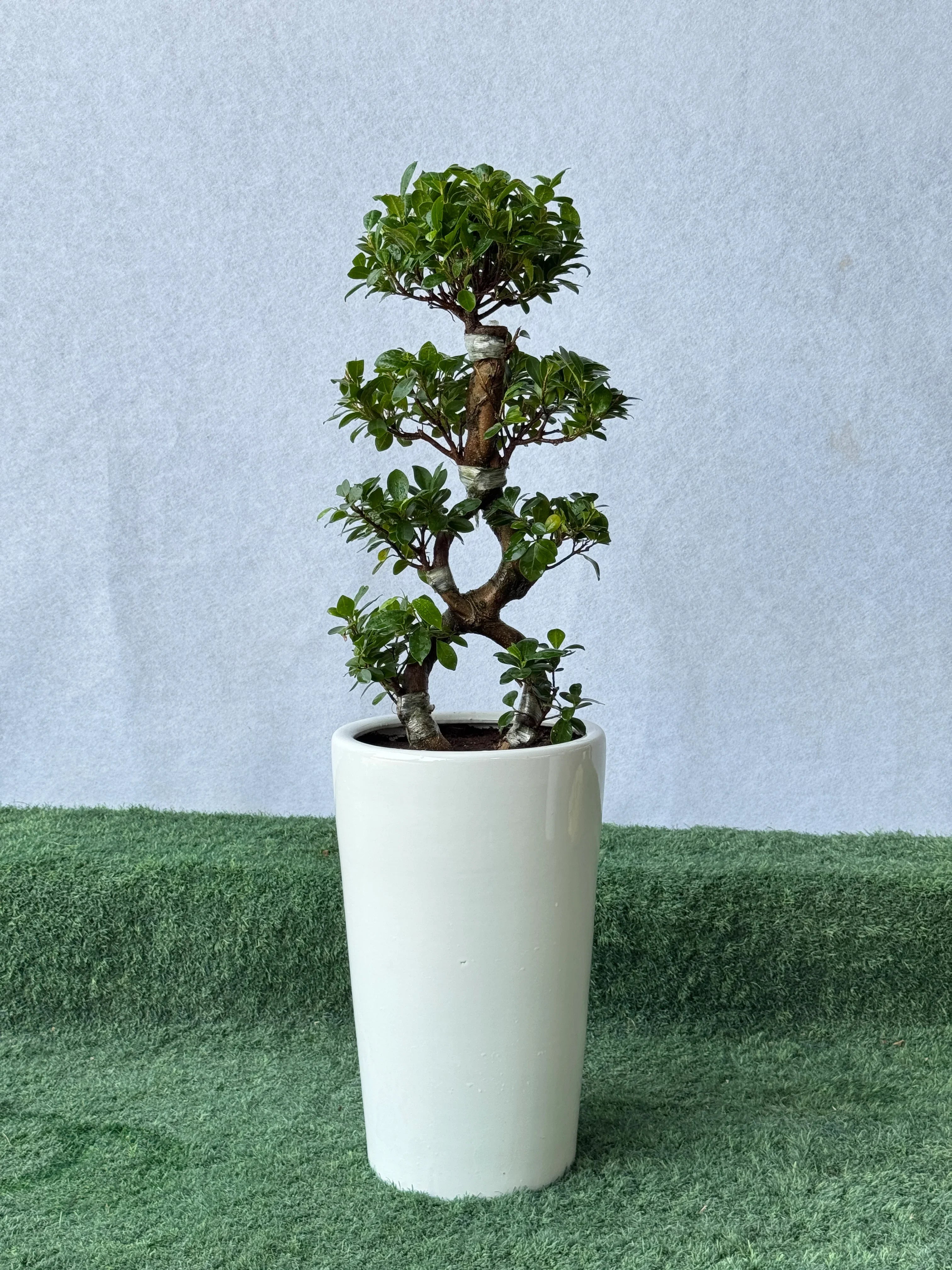8 Shape Bonsai