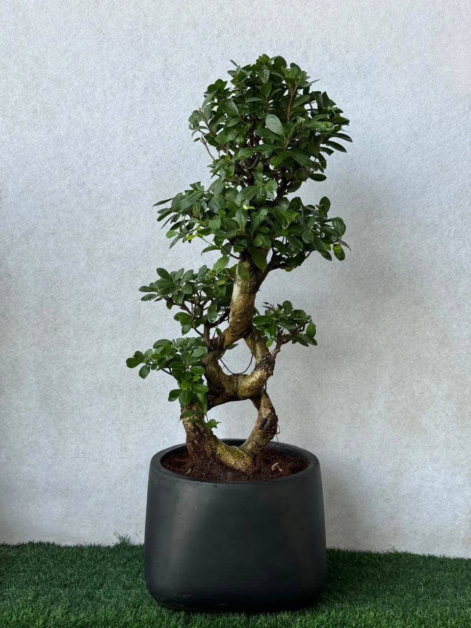 Luxurious Double Trunk 8-Shape Bonsai Tree in Black Fiber Pot - (Free Delivery)