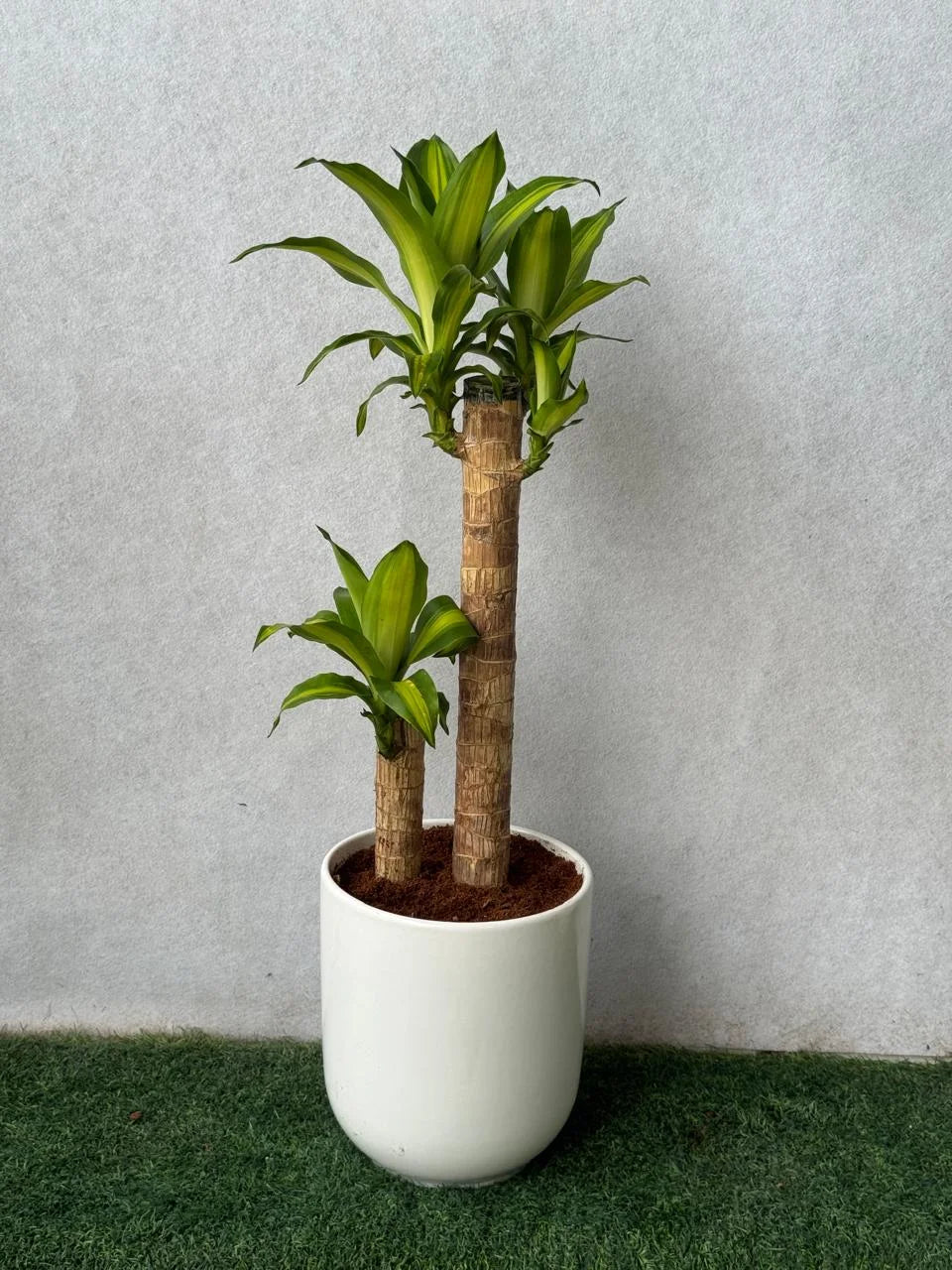 Dracaena Massangeana - Ceramic Pot