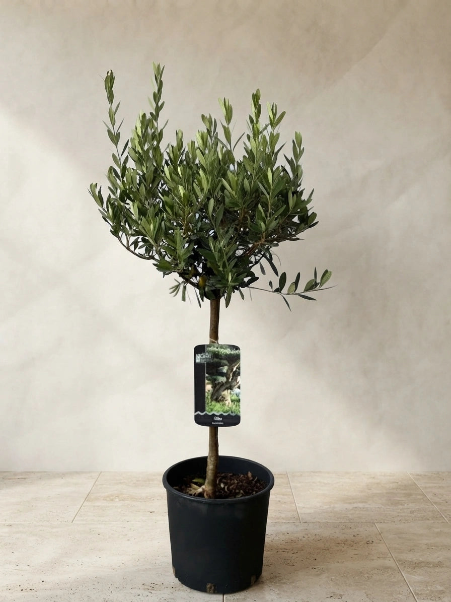 Olive Tree Small
