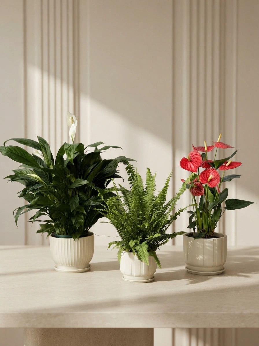 Peace Lily, Anthurium & Boston Fern Bundle in Ceramic Pots