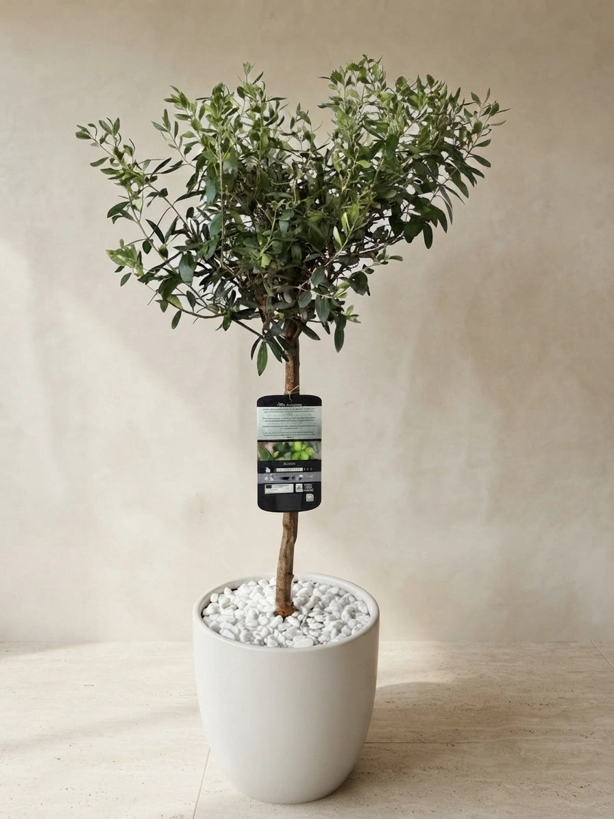 Olive Tree Small