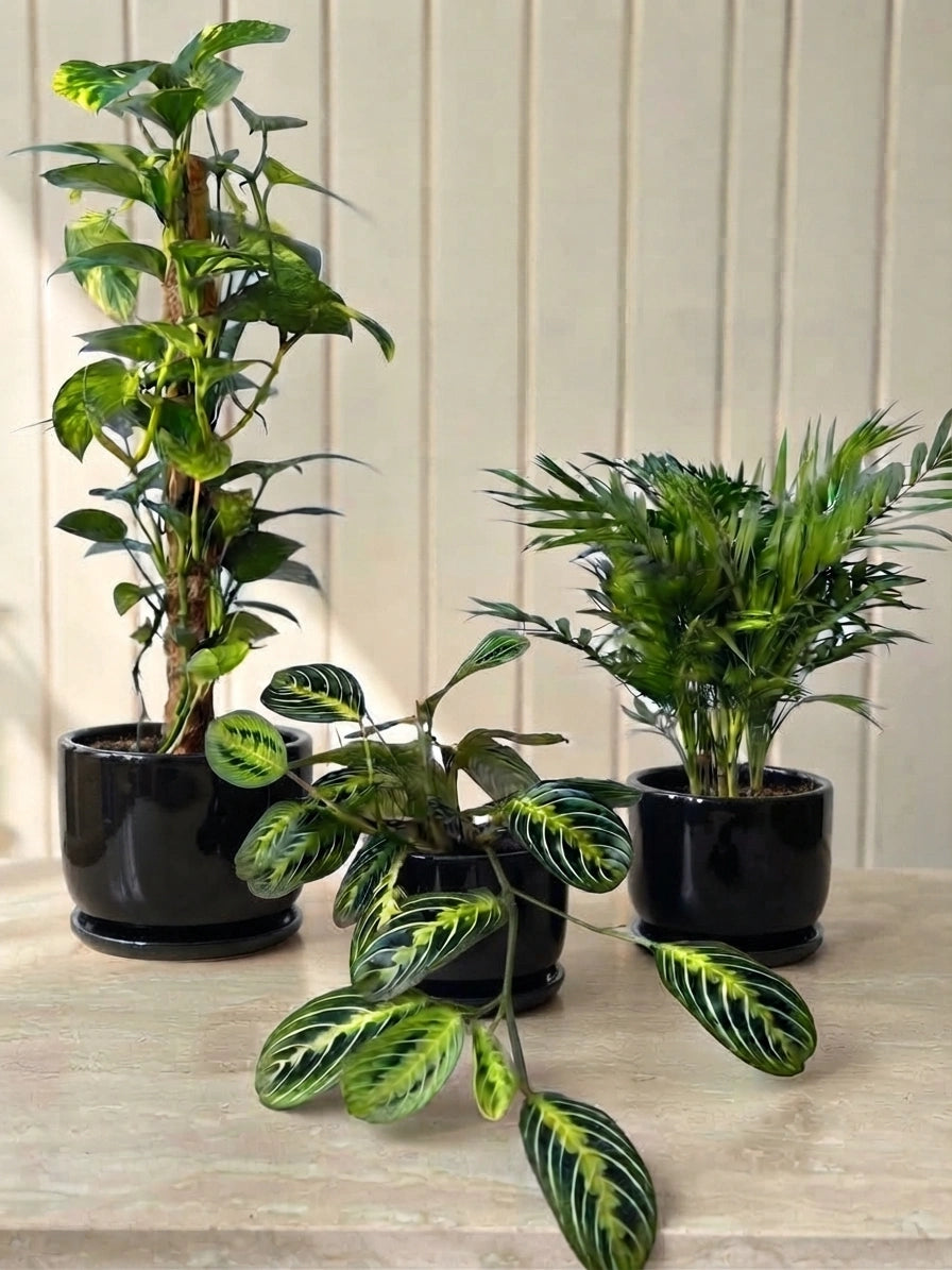 Indoor Plant Bundle - Money Plant, Prayer Plant & Parlor Palm Bundle in Ceramic Pots