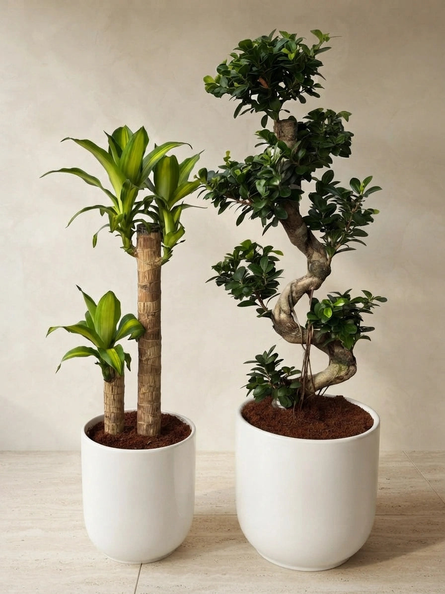 S-Shape Bonsai & Dracaena Massangeana - White Ceramic Pots