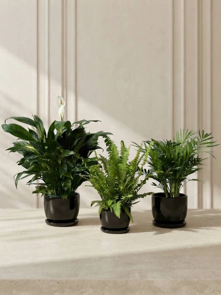 Peace Lily, Boston Fern & Parlor Palm Bundle in Ceramic Pots
