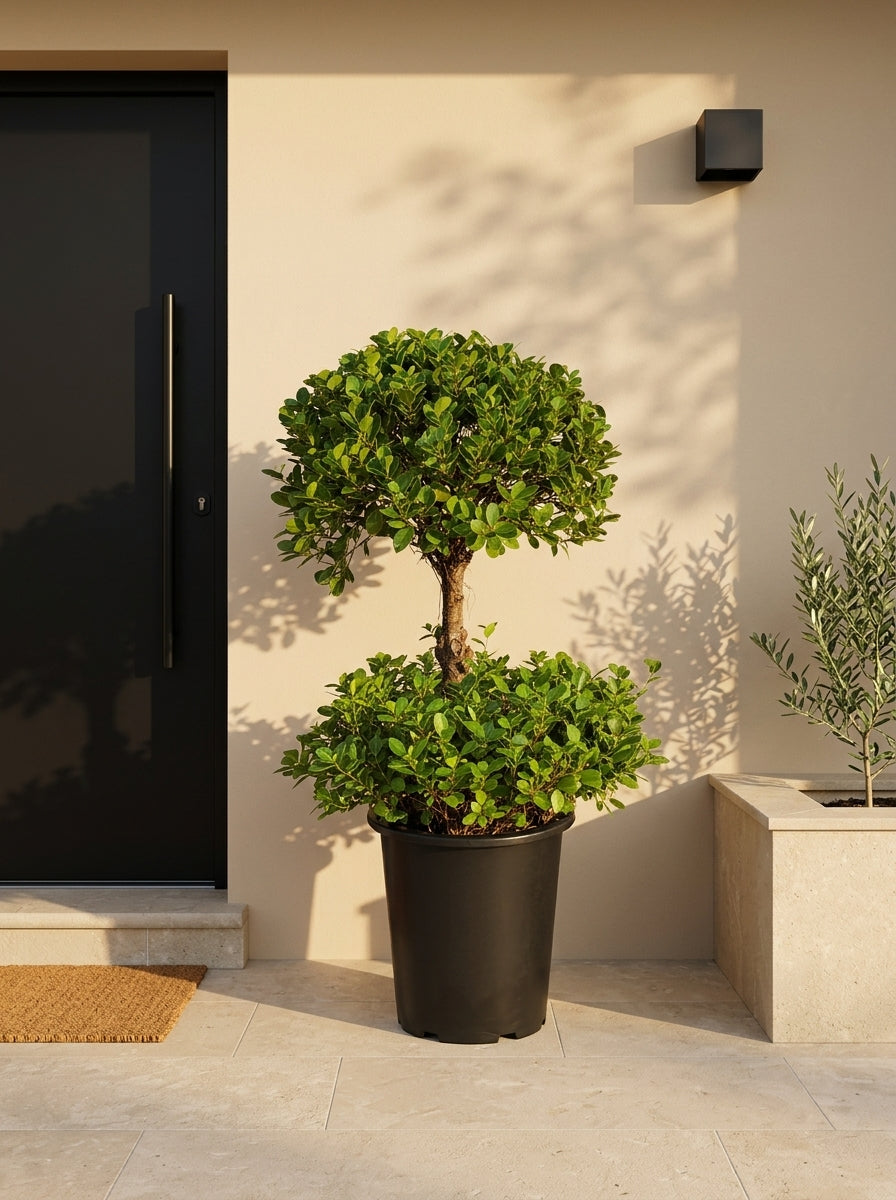 Ficus Panda Two Step