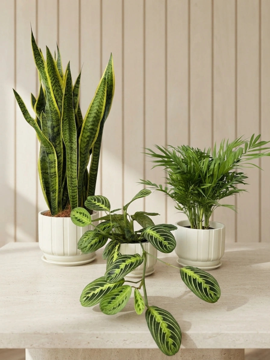 Snake Plant, Prayer Plant & Parlor Palm Bundle in Ceramic Pots