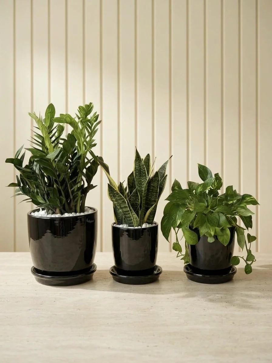 Low Maintenance & Air Purifier Bundle - ZZ Plant, Snake Plant & Money Plant in Ceramic Pots