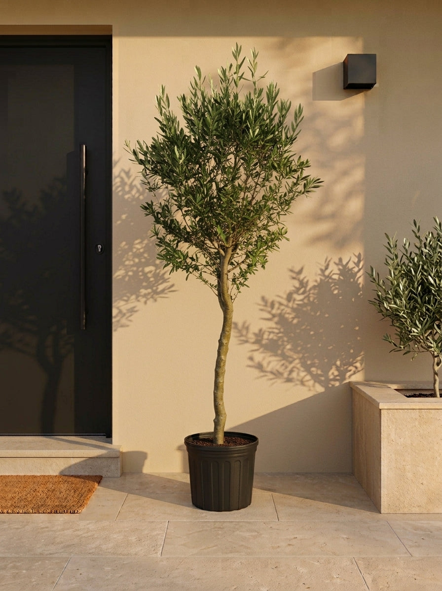 Olive Tree Tall