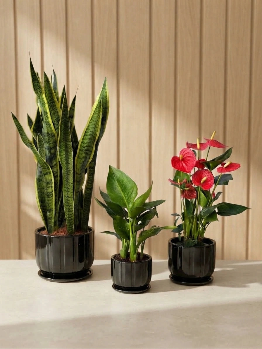 Snake Plant, Bird of Paradise & Anthurium Bundle in Ceramic Pots