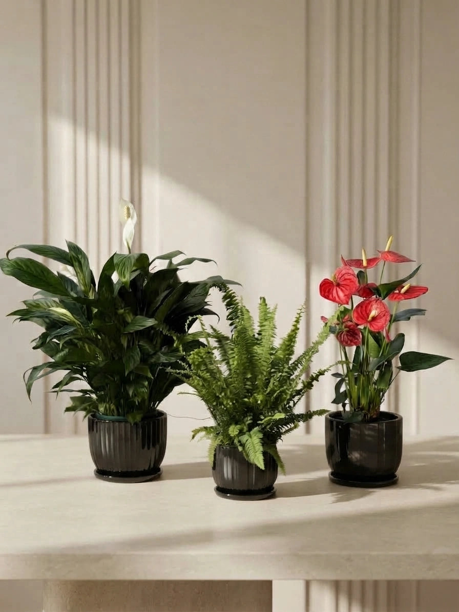 Peace Lily, Anthurium & Boston Fern Bundle in Ceramic Pots