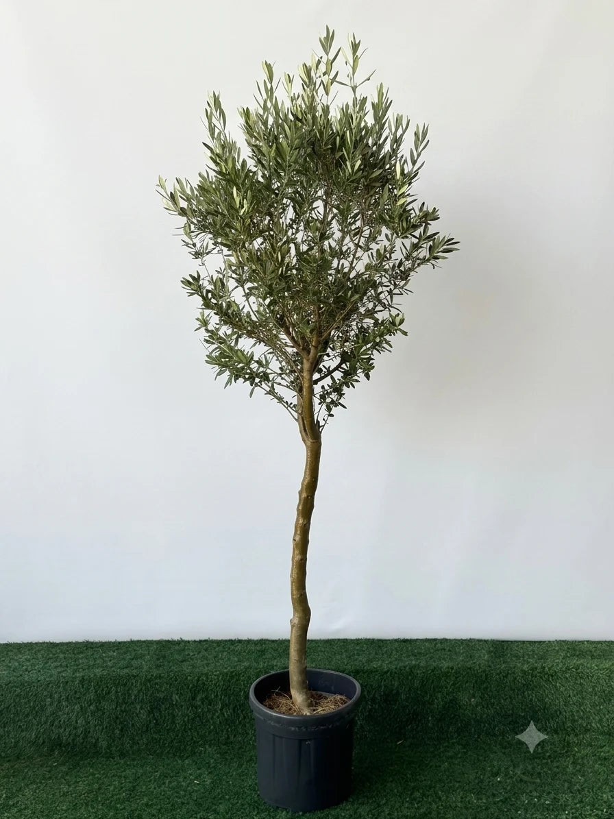 Olive Tree Tall Thick Trunk
