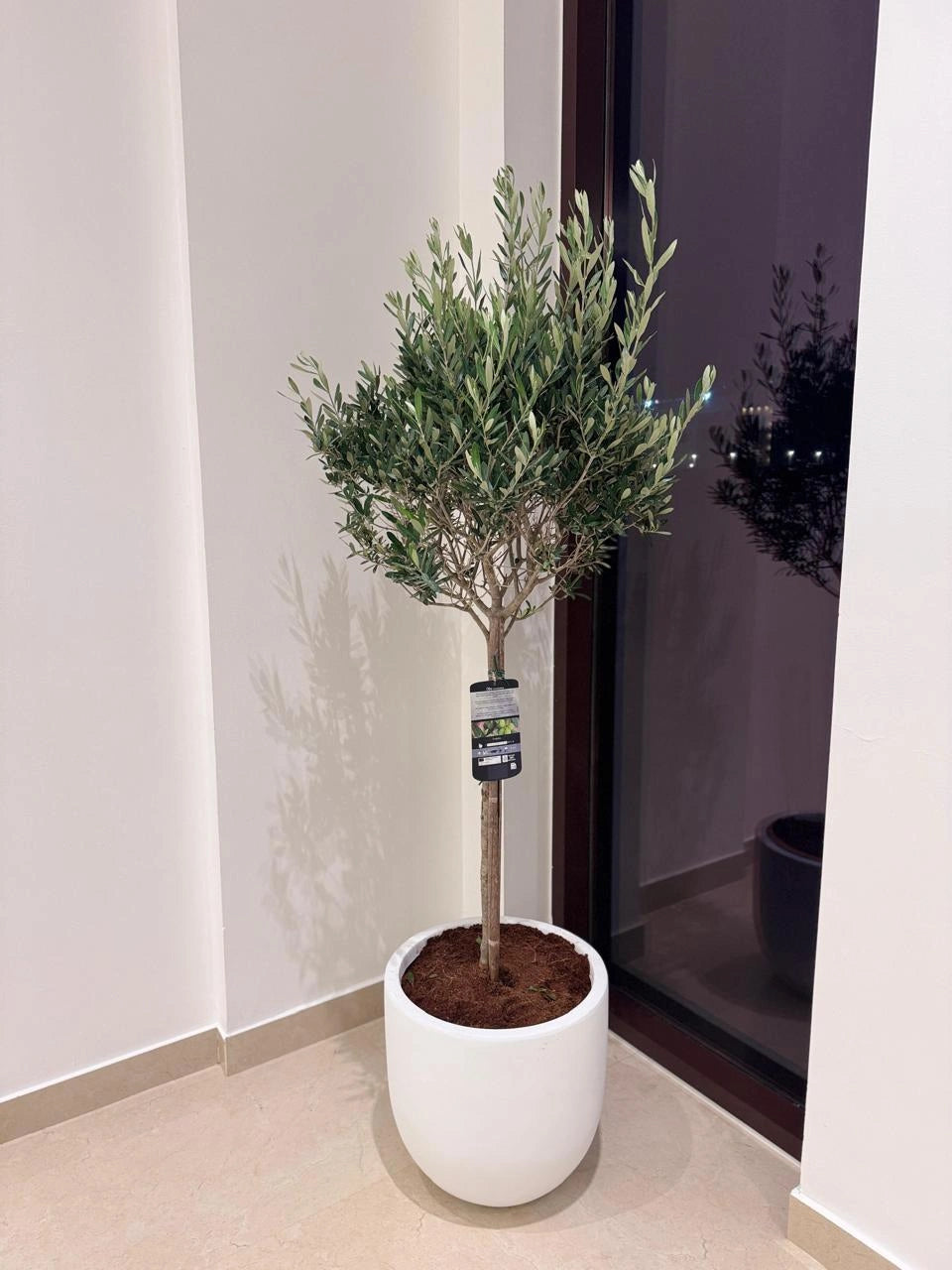 Olive Tree - Fiber Luxury Pot