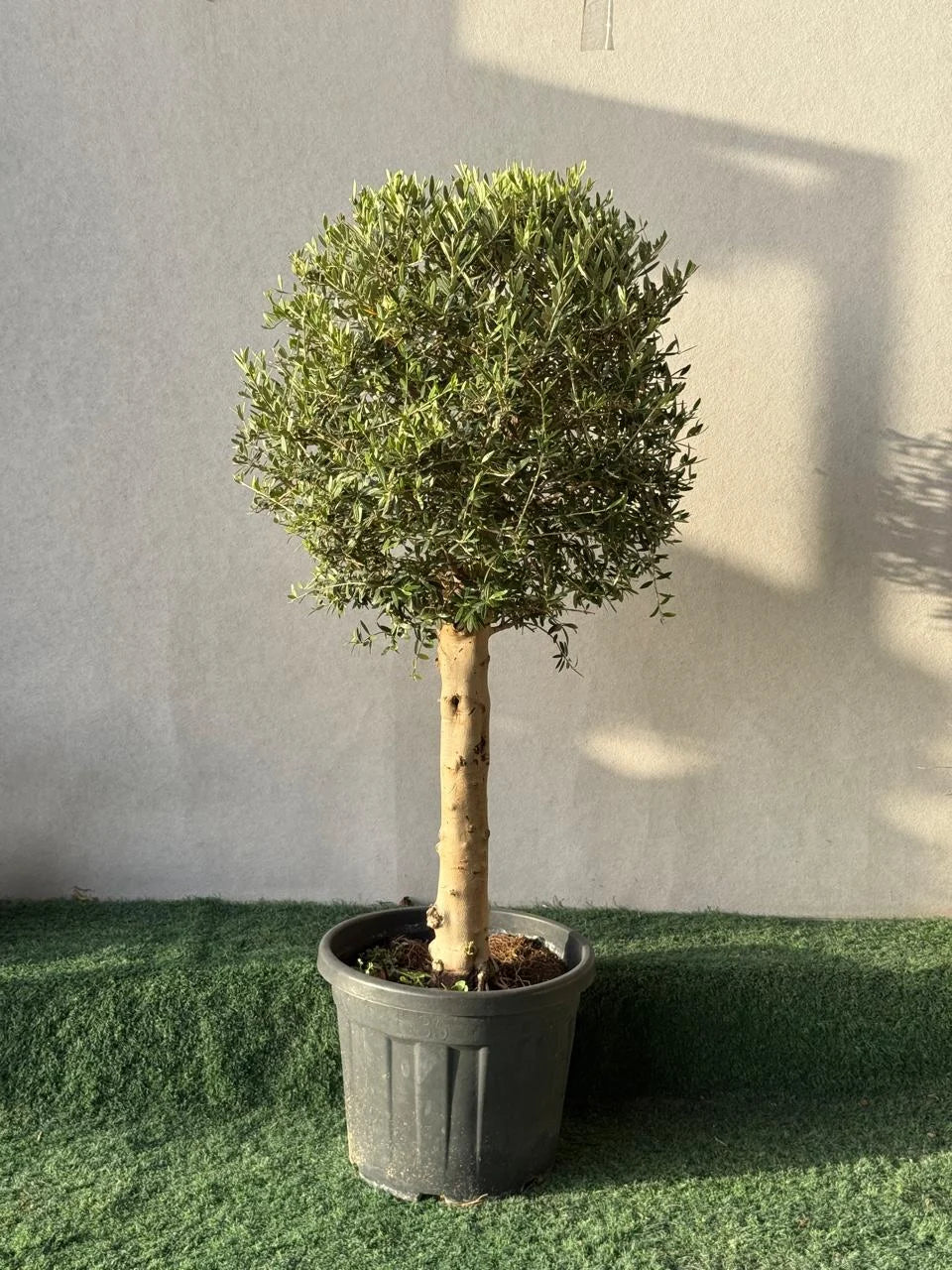 Olive Tree Thick Trunk