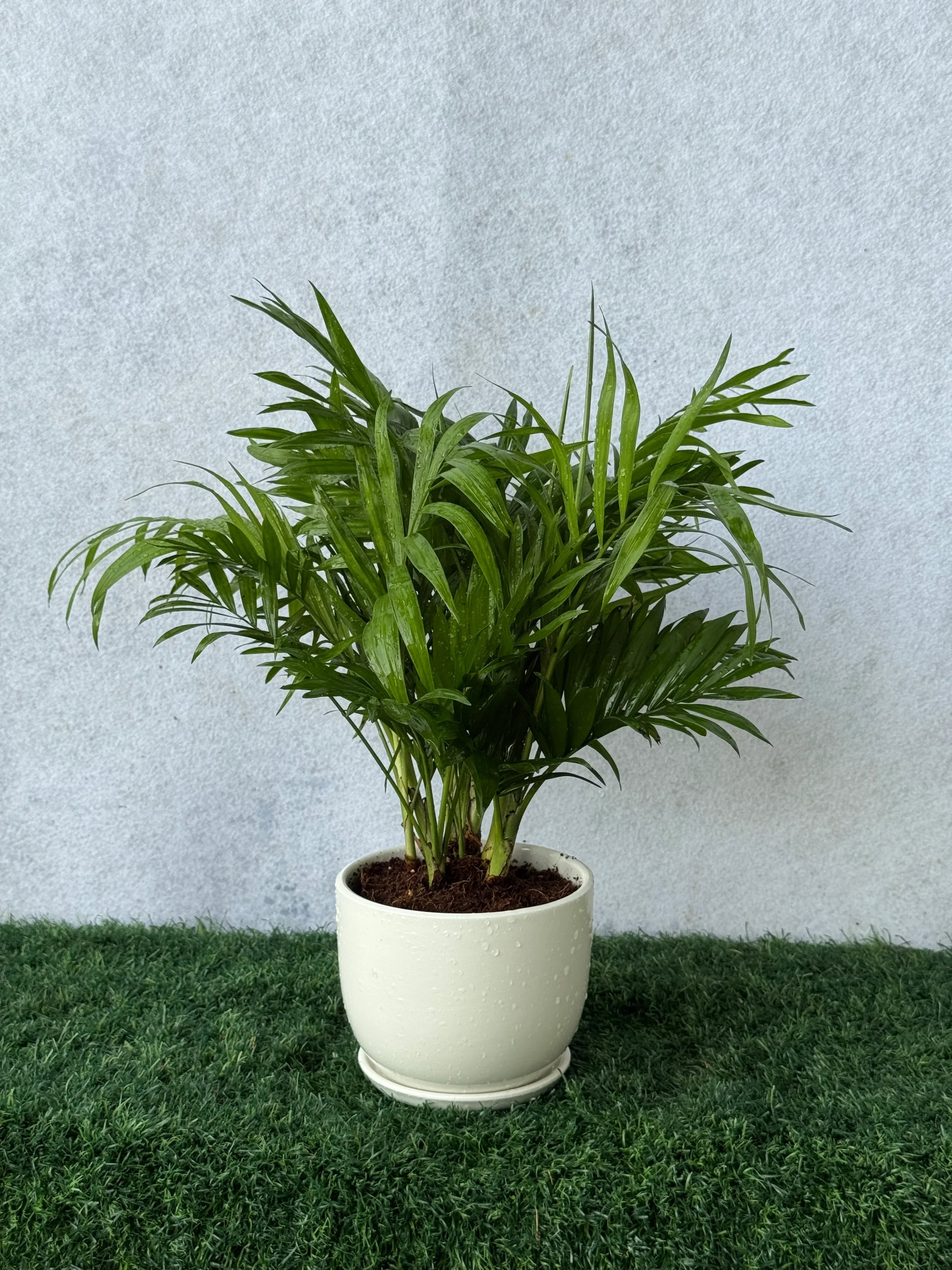 Parlor Palm