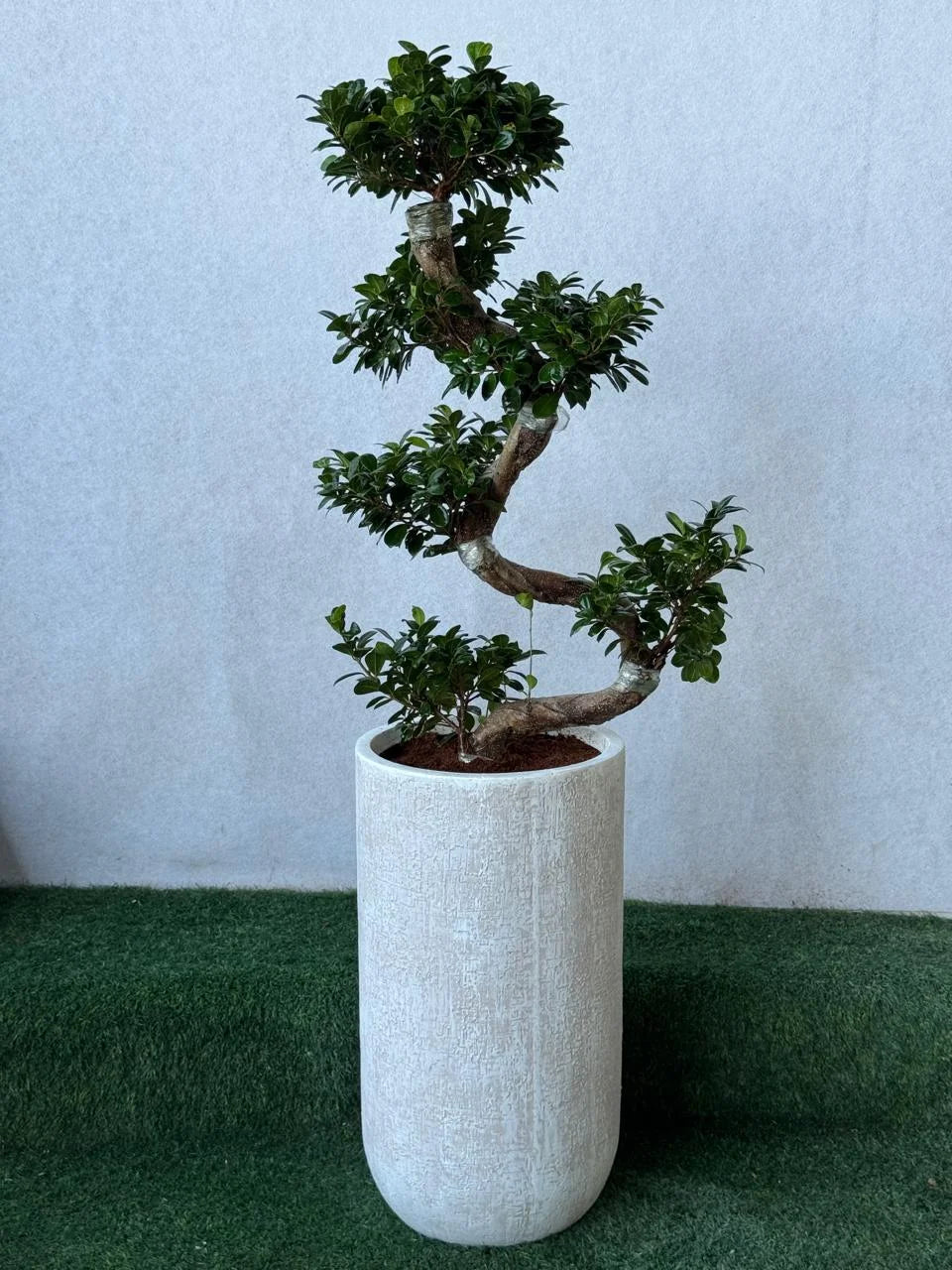 S-Shape Bonsai Tall - Fiber Luxury Pot