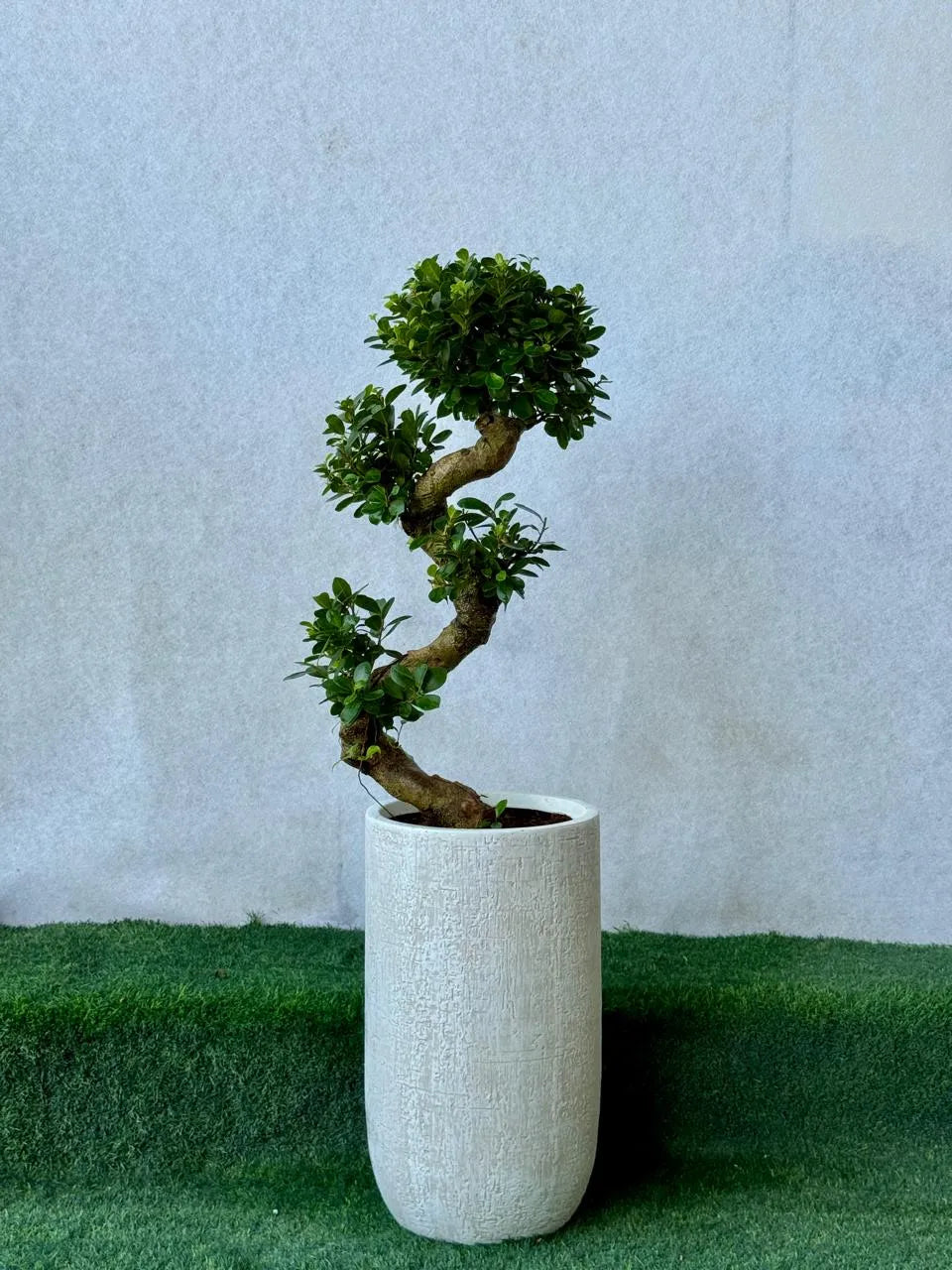 S-Shape Bonsai - Tall Luxury Pot