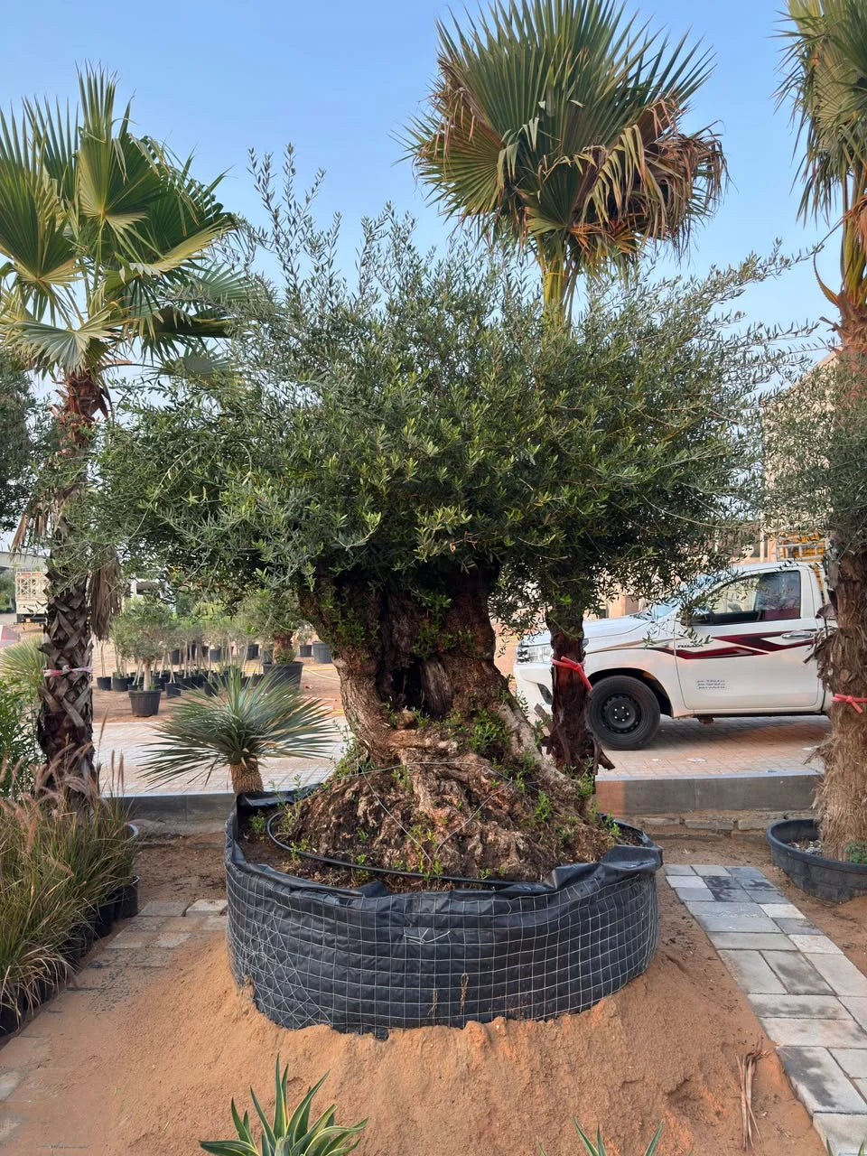 Large Mature Olive Tree – Thick Trunk