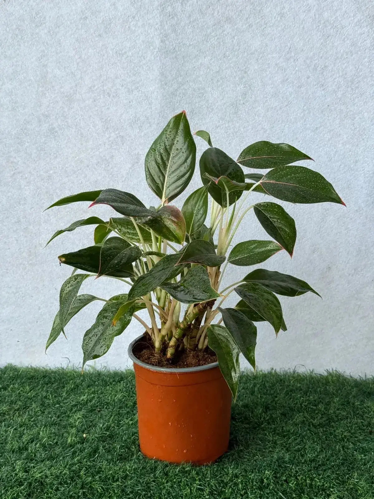Aglaonema Green Plant