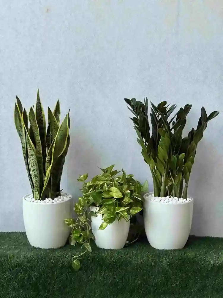 Best Value Air Purifier Bundle of 3: Snake, Money, and ZZ Plants in elegant white ceramic pots in Dubai.