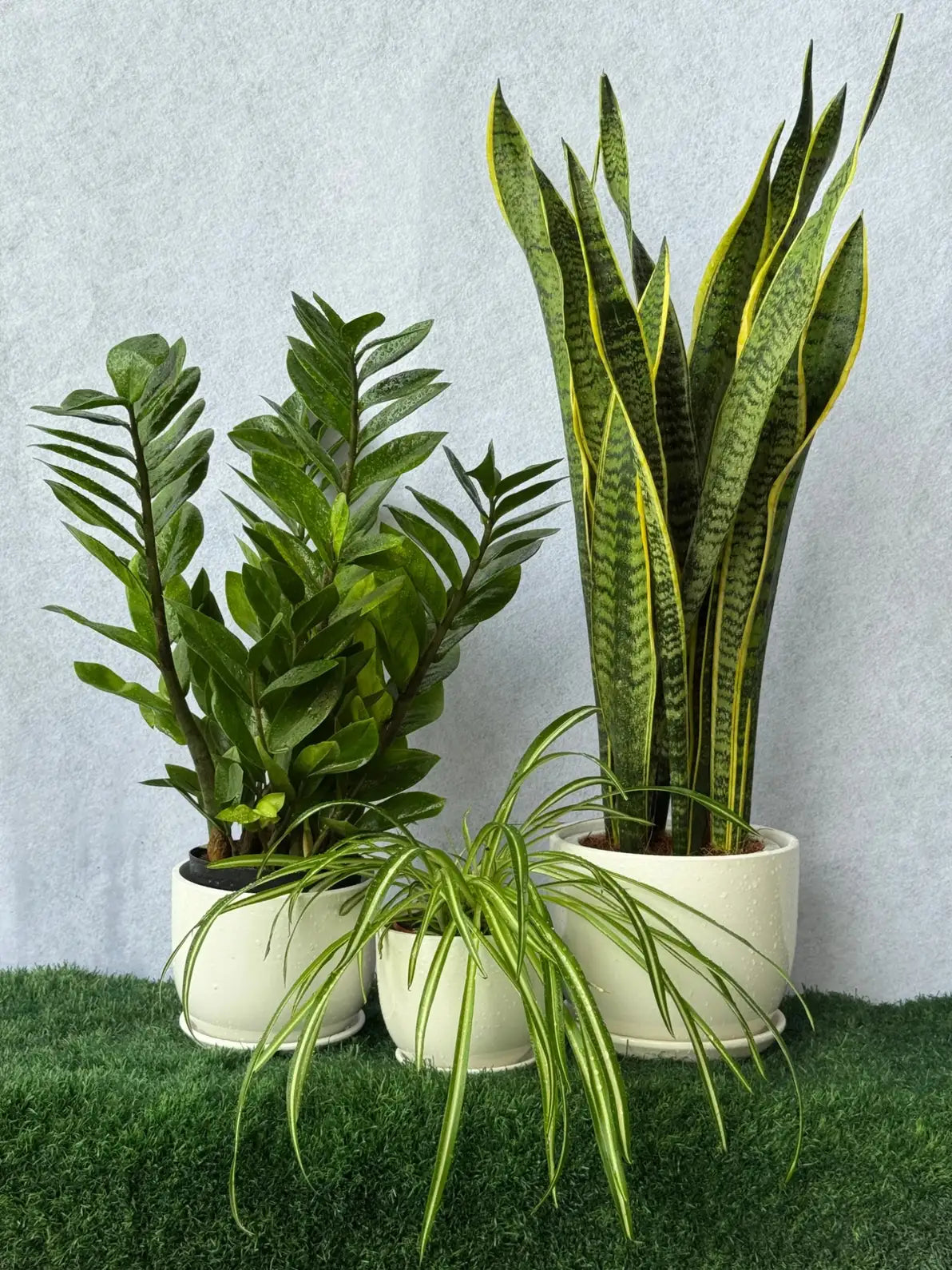 Air Purifying Plant Bundle of 3: Snake, ZZ, and Spider Plants in sleek white ceramic pots in Dubai.