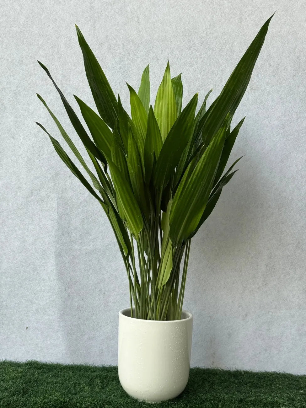 Refined deep green foliage of the Aspiradas plant, low-maintenance and sophisticated decor for the UAE.