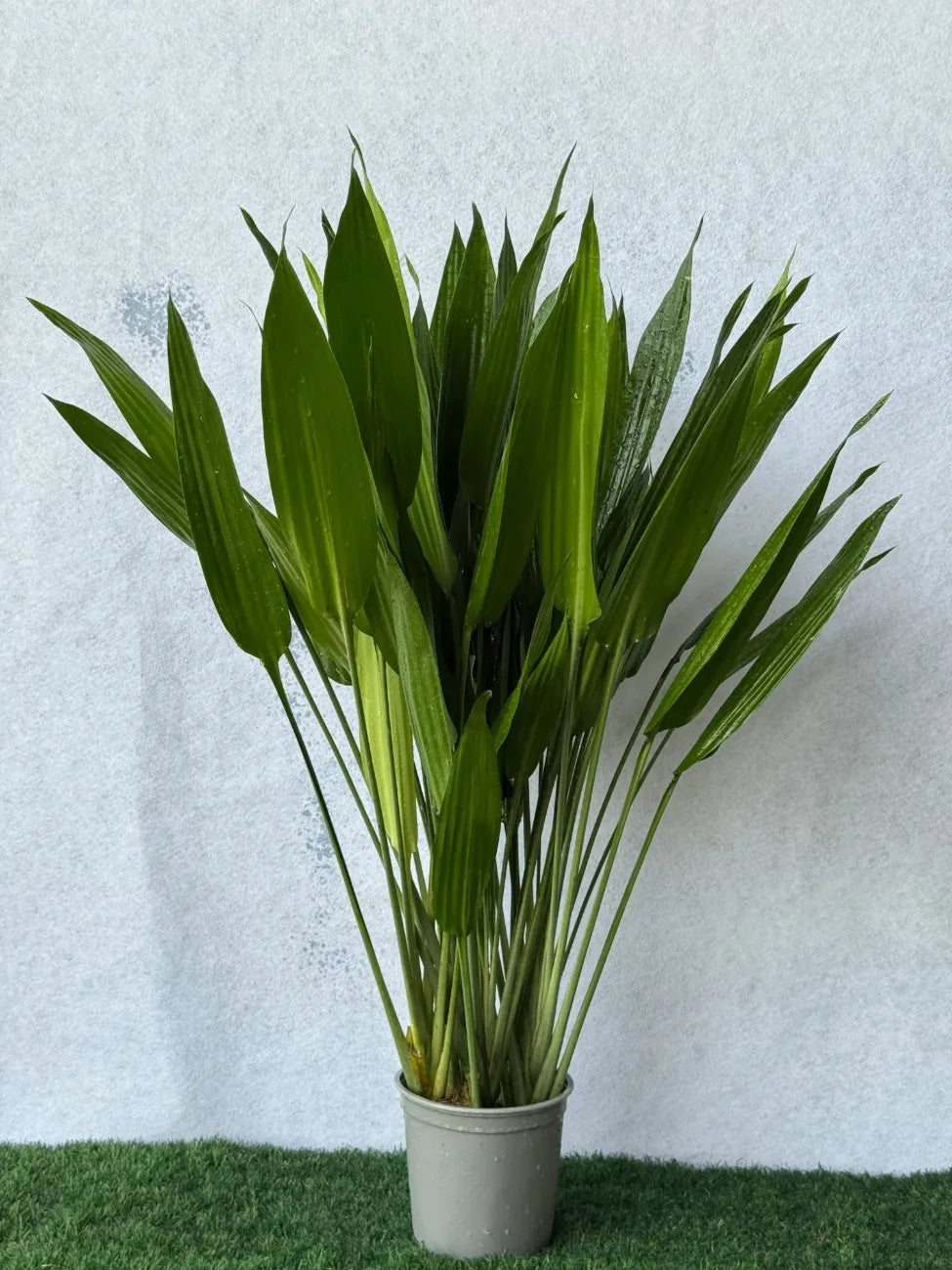 Stylish Aspiradas plant, easy-to-maintain indoor greenery for modern homes and offices in Dubai.