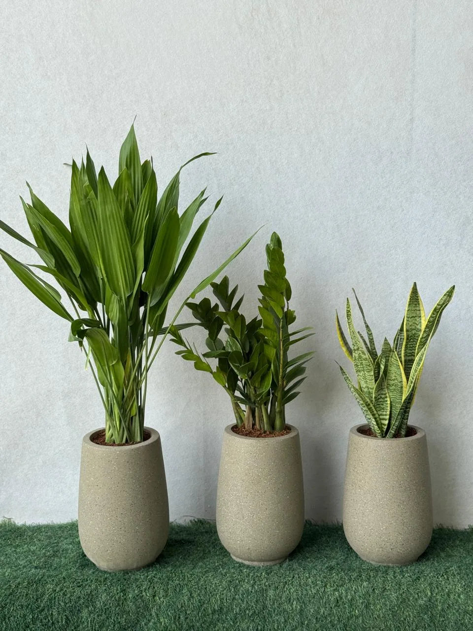Aspiradas, ZZ Plant & Snake Plant - Fiber Pots