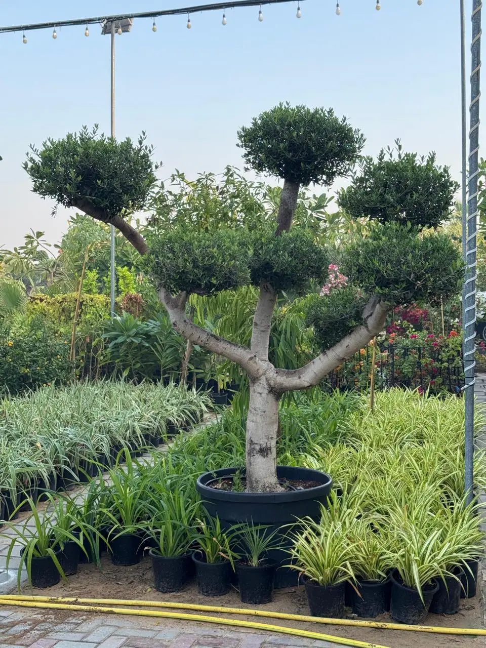 Large Olive Bonsai Tree 2.5m - Outdoor Garden & Villa Landscaping Tree UAE