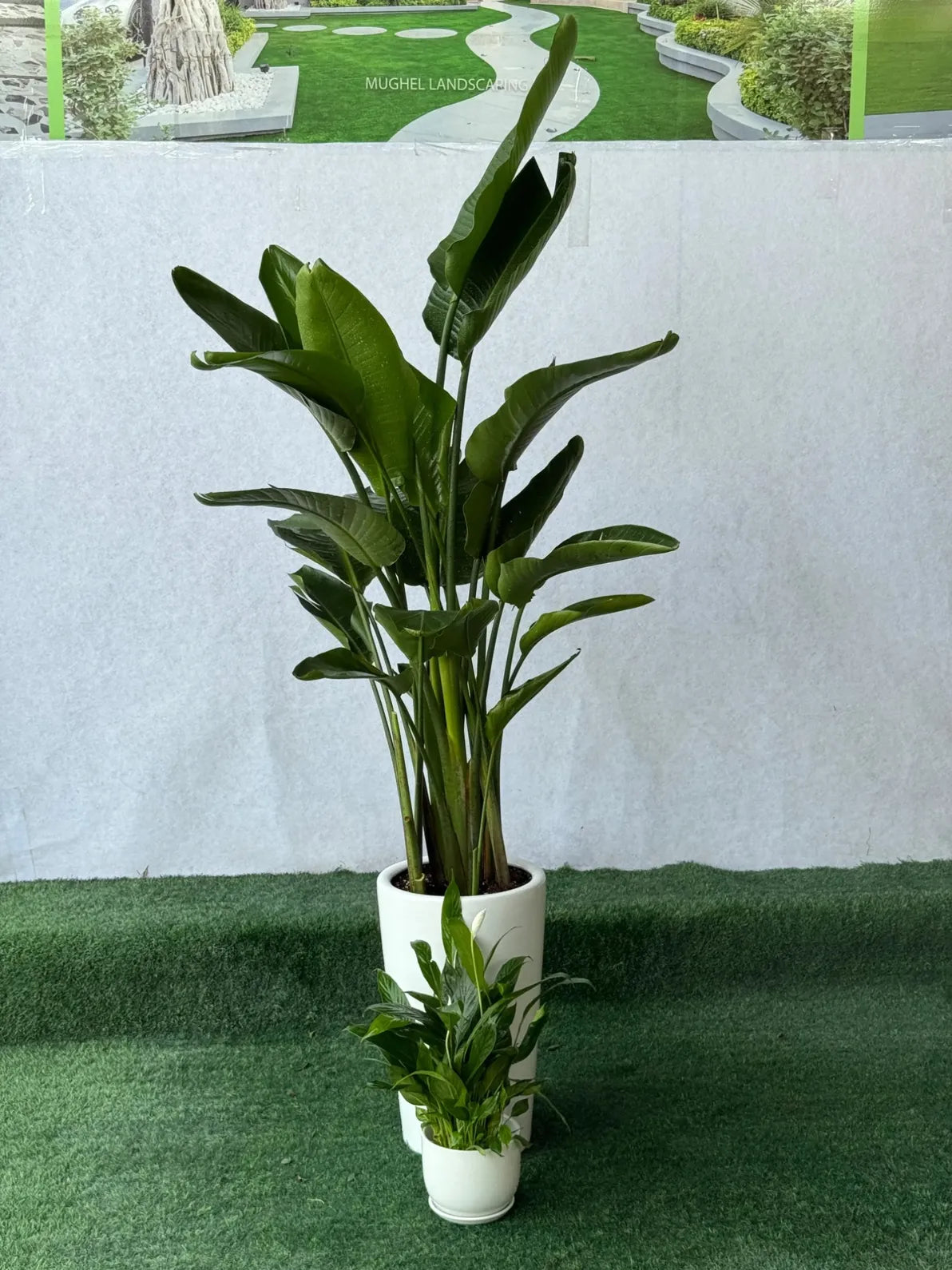 Bird of Paradise plant in ceramic pot + FREE Peace Lily, best indoor plant deal in Dubai (AED 299).