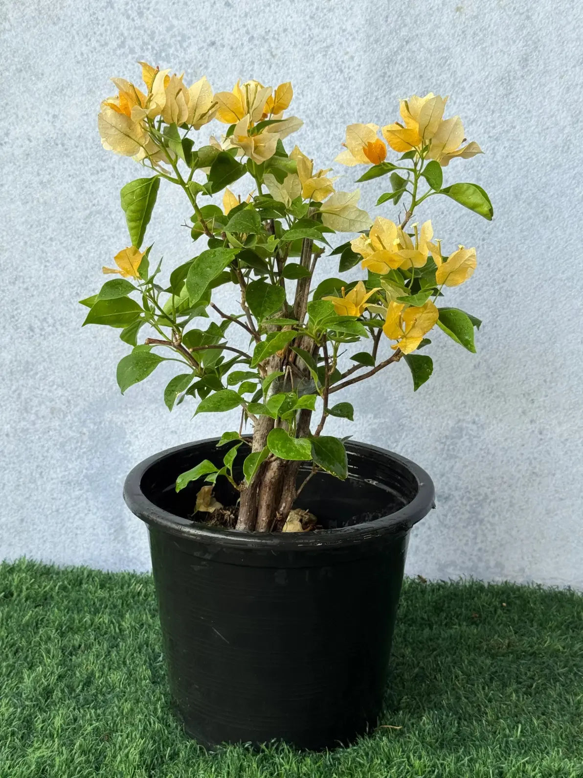 Vibrant Yellow Bougainvillea plant, easy to maintain full sun balcony and garden plant in Dubai.