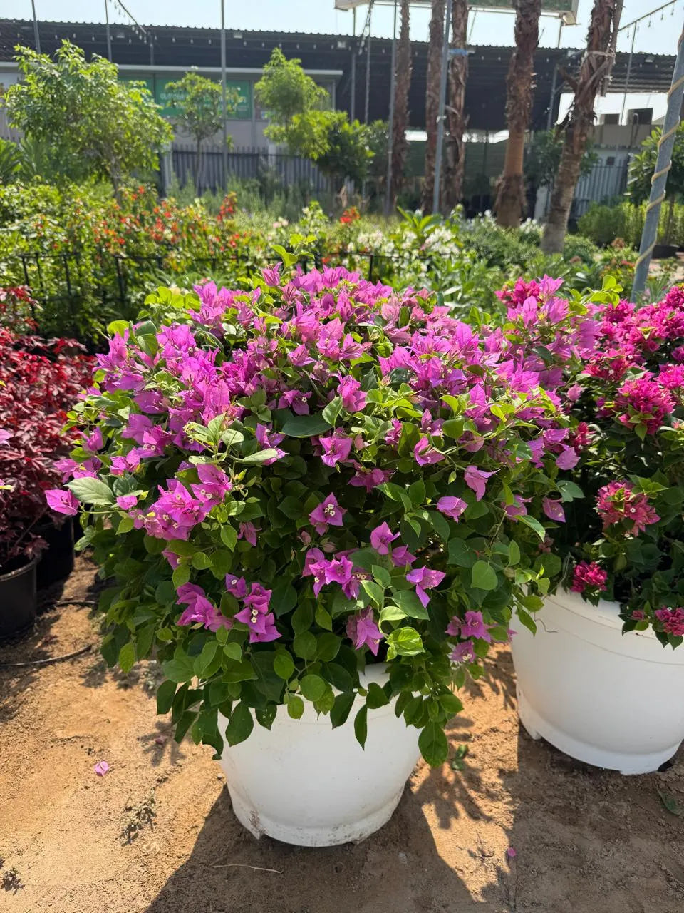 Bougainvillea Mixed Color Plant in Pot