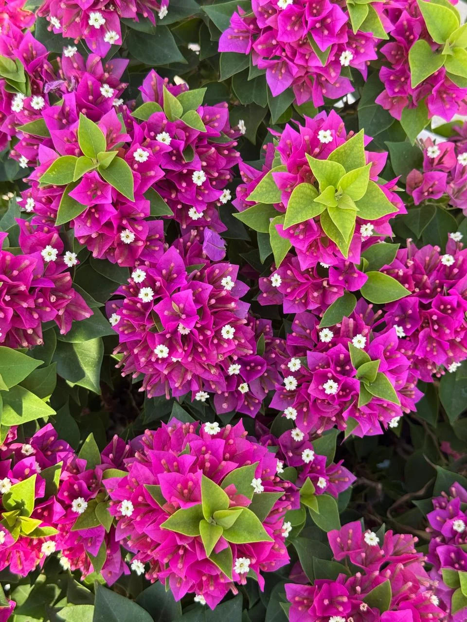 Bougainvillea Mixed Color Plant in Pot