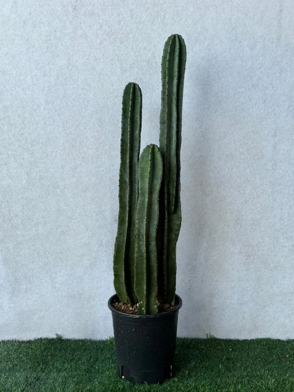 Long Cactus 3pp - Nursery Pot