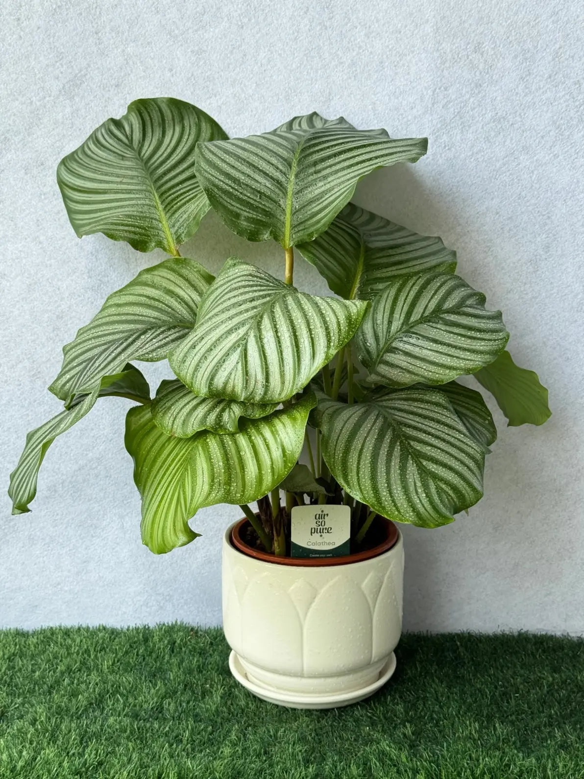 Calathea Orbifolia in a ceramic pot, 100% non-toxic and pet-friendly patterned plant for Dubai.