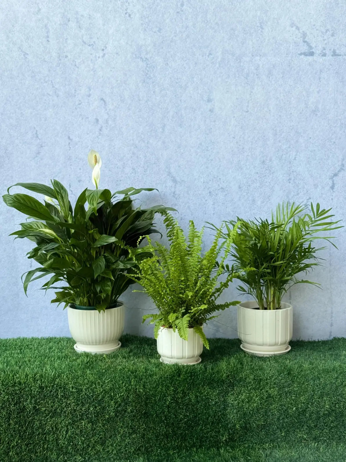 The Calm Green Trio plant bundle: Peace Lily, Boston Fern, and Parlor Palm in ceramic pots for a soothing vibe in Dubai.