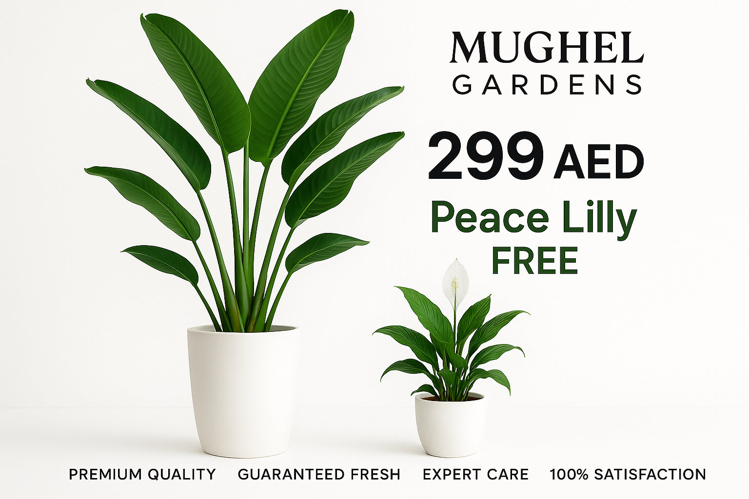create me an image with bird of paradise in a tall ceramic white pot with only leaves, no flowers, then create a peace lily with flower in ceramic white pot, keep the bird of paradise big and peace lily small, this bundle for 299 aed but peace lily is free, then add some trust catching words and also add mughel gardens