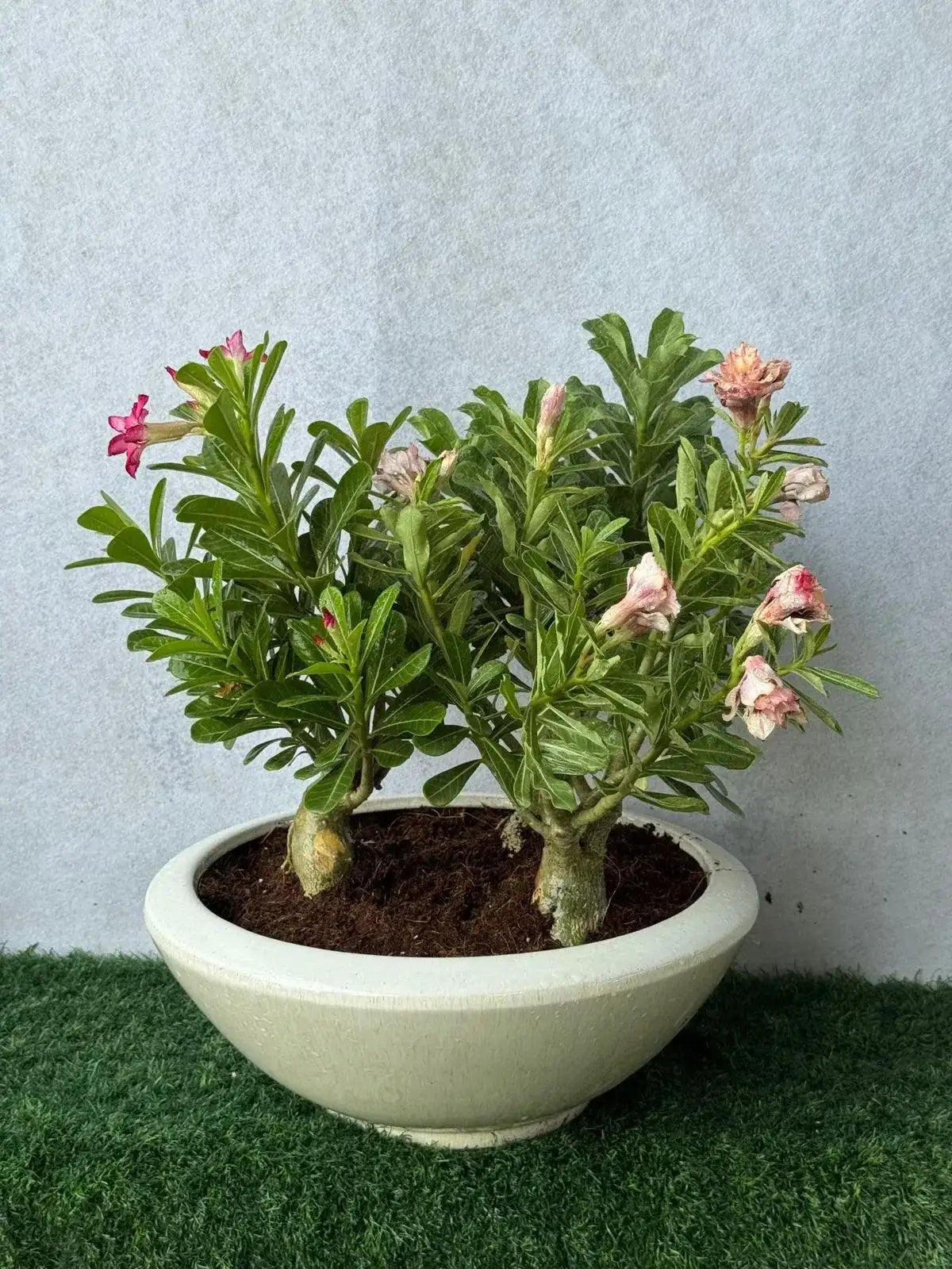 Hardy Desert Rose Duo in a shallow white ceramic pot, low-maintenance succulent for UAE balconies.