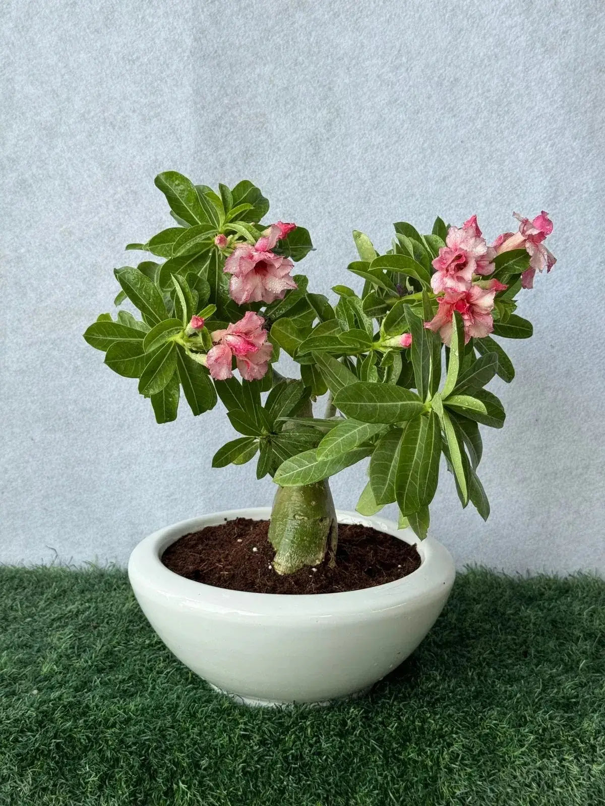 Small Desert Rose, drought-tolerant and easy to maintain, perfect flowering plant for full sun balconies and UAE gardens.