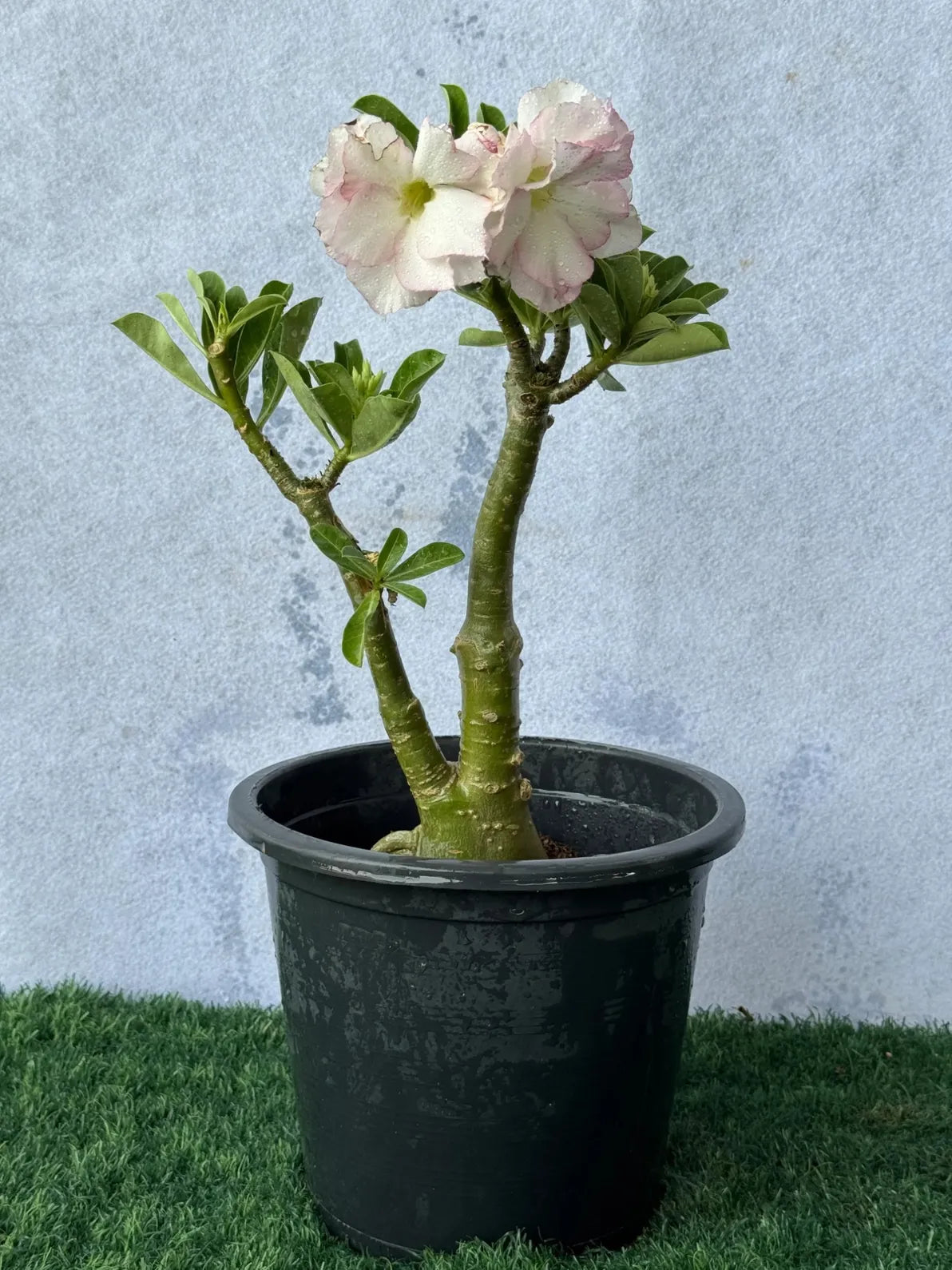 Small Desert Rose plant with stunning pink blooms, hardy sun loving outdoor plant for balconies in Dubai.