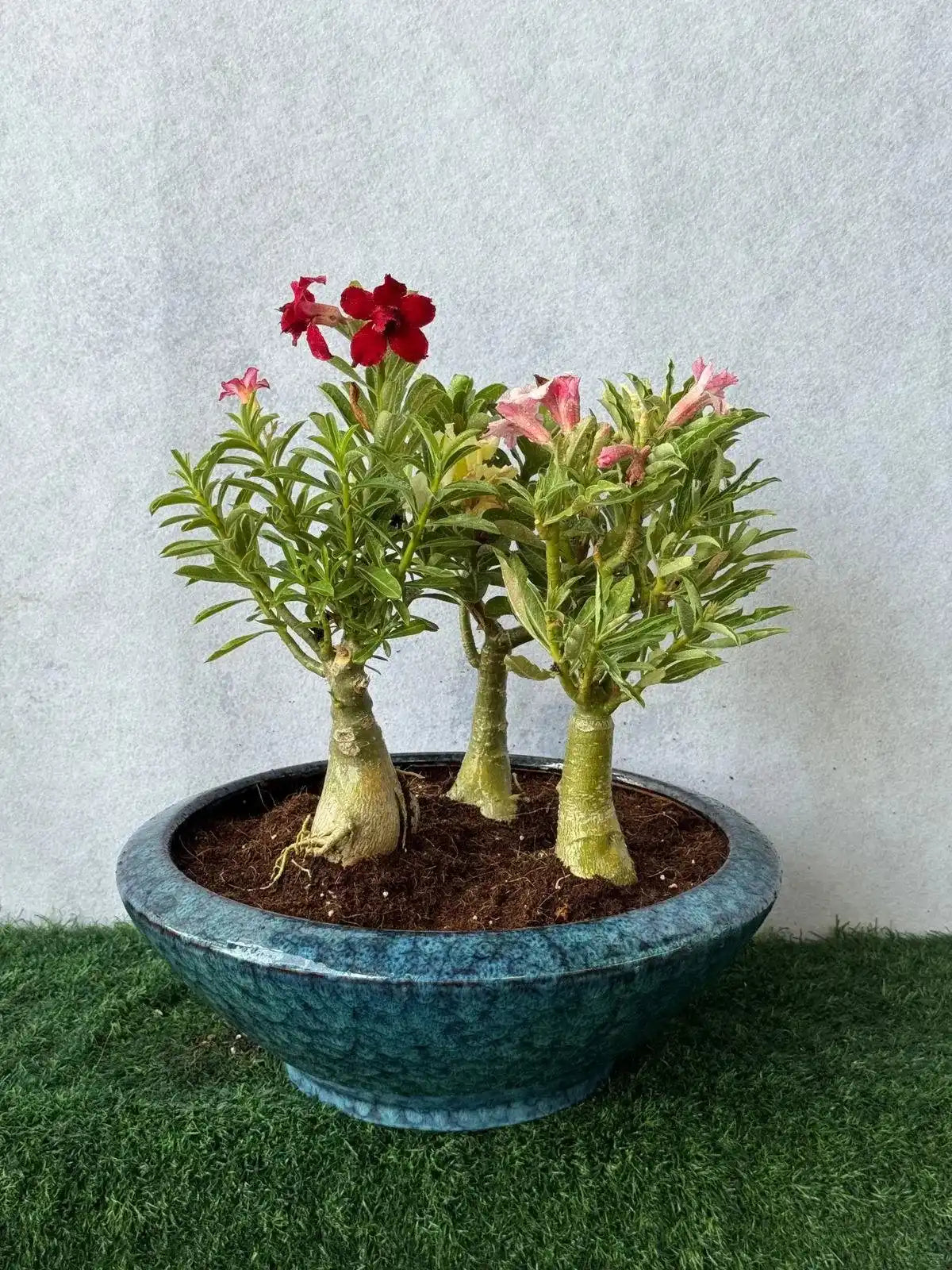 Desert Rose Trio Bundle with sculptural caudexes in a luxury blue ceramic pot, vibrant outdoor plant in Dubai.