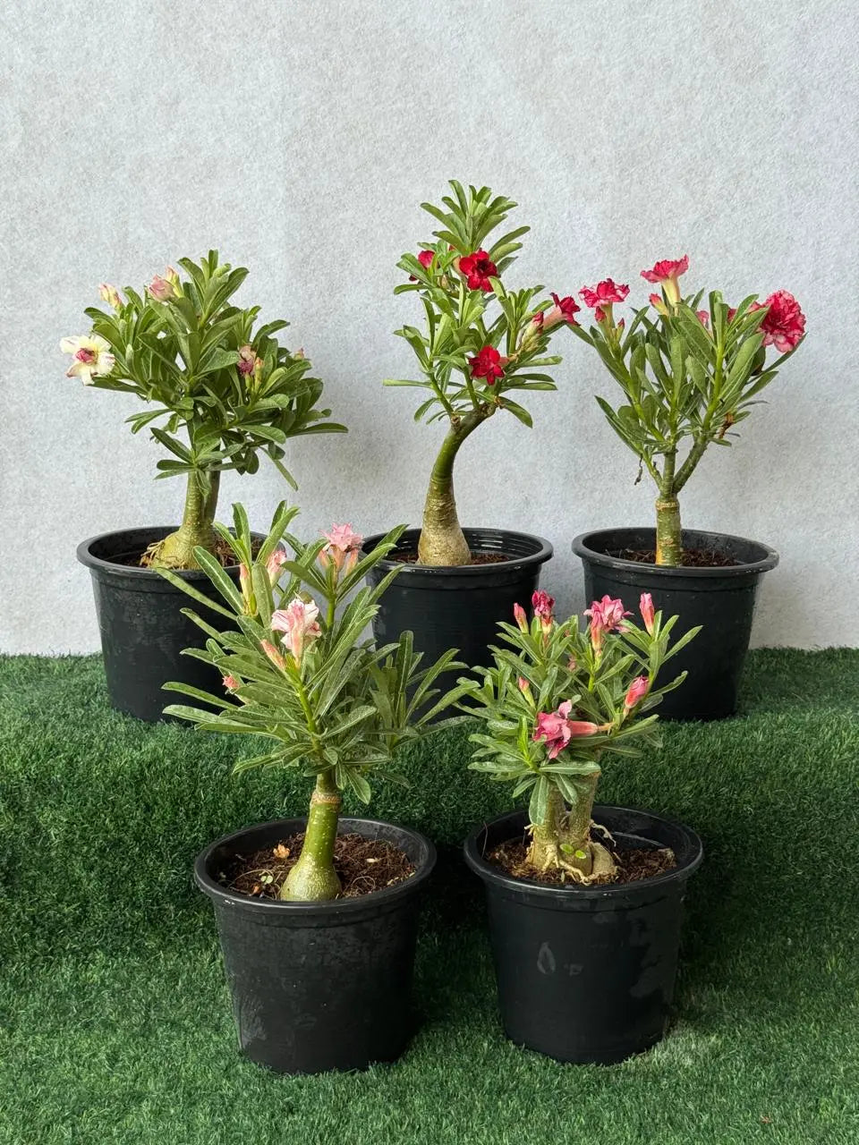 Desert Rose (Adenium) - Bundle of 5