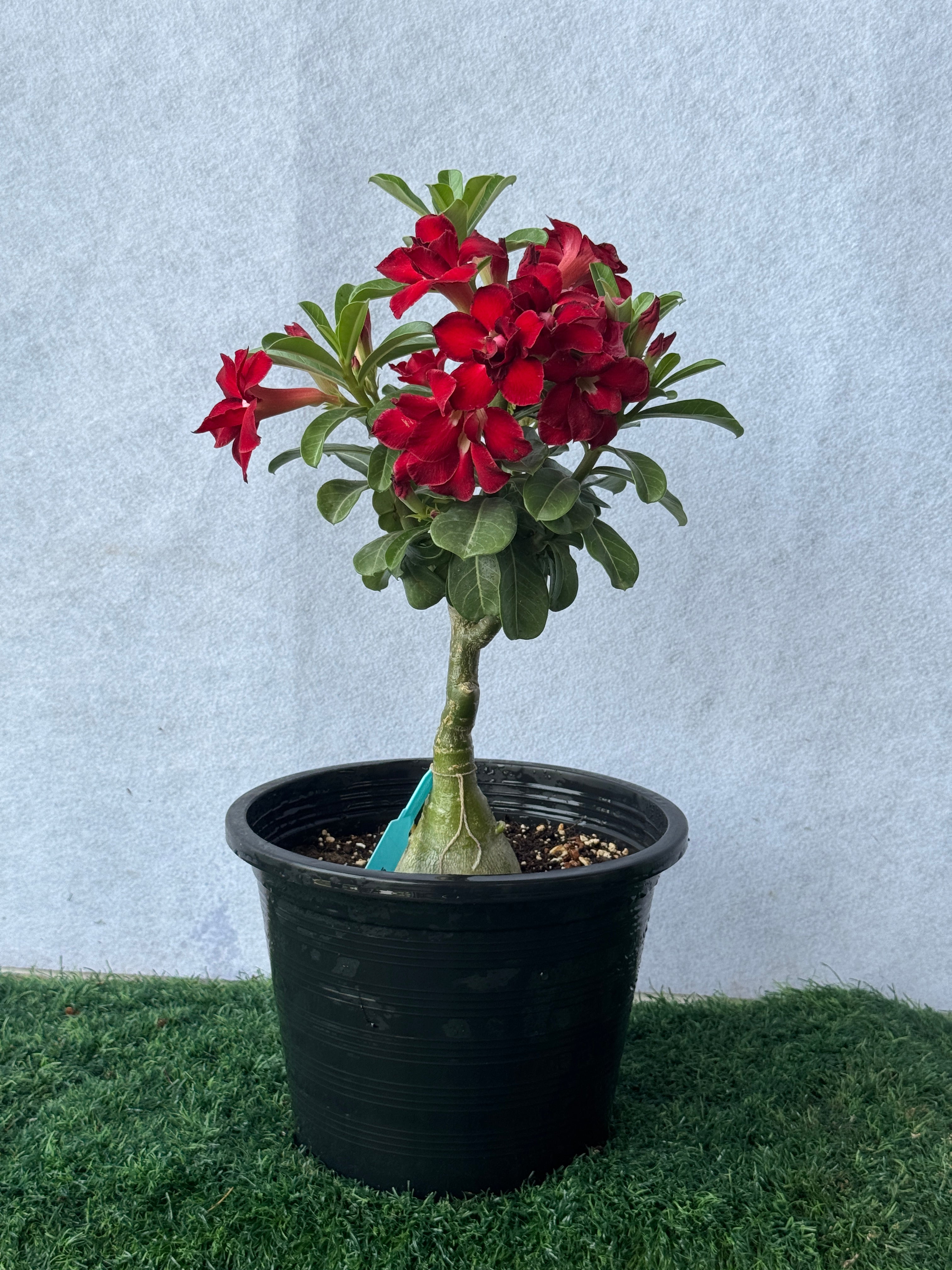 Desert Rose Small