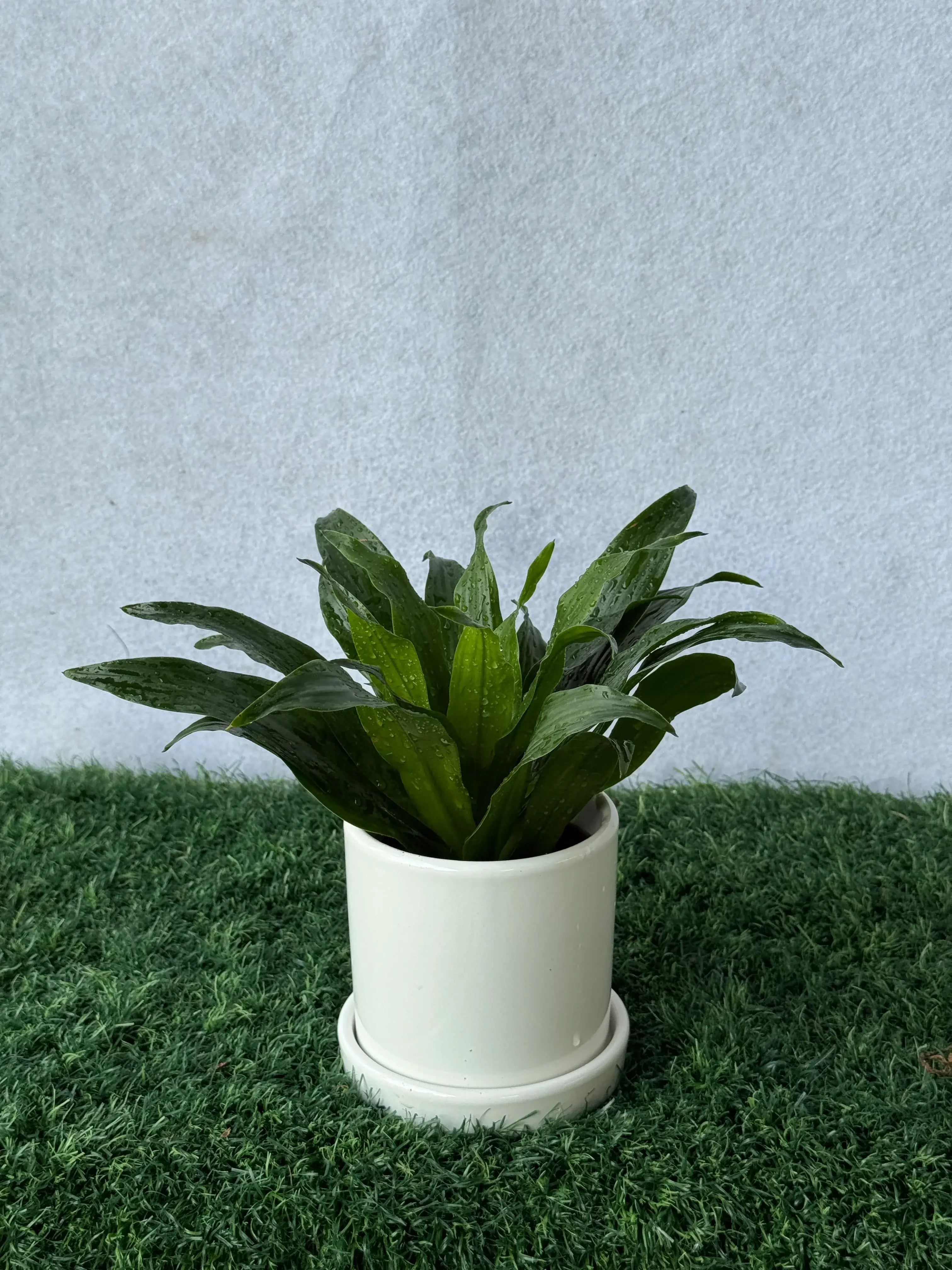 Dracaena Compact Head, elegant structure and slow-growing plant ideal for low-light interiors in Dubai.