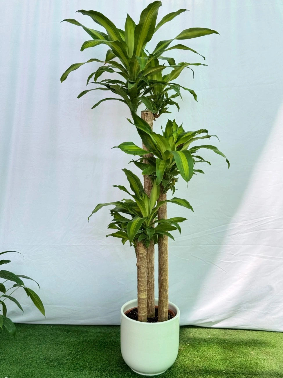Dracaena Janet Craig, elegant indoor plant with glossy leaves for home and office decor in Dubai.