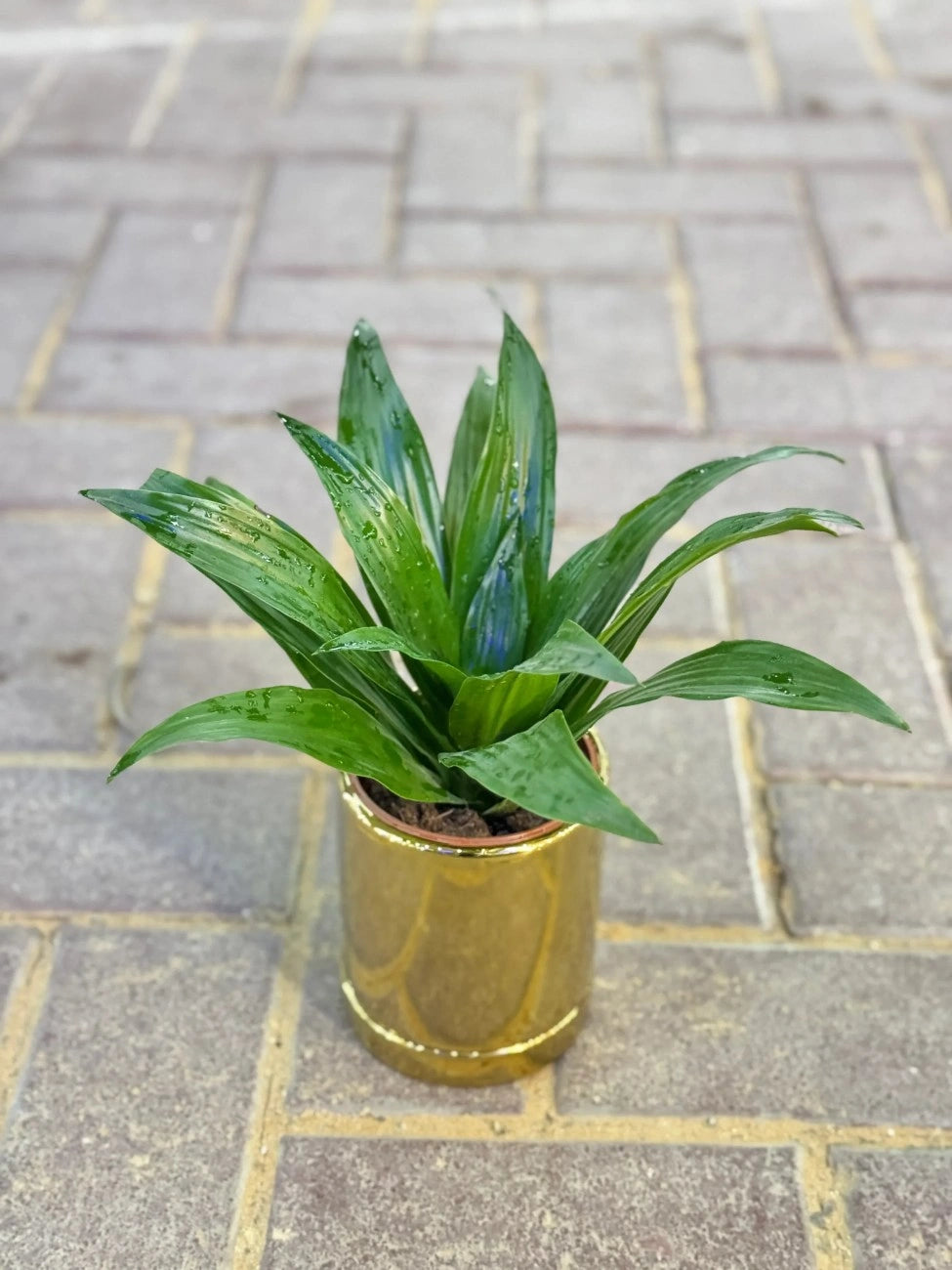 Low-maintenance, air-purifying Dracaena, thrives in low to medium light, perfect thoughtful gift in the UAE.