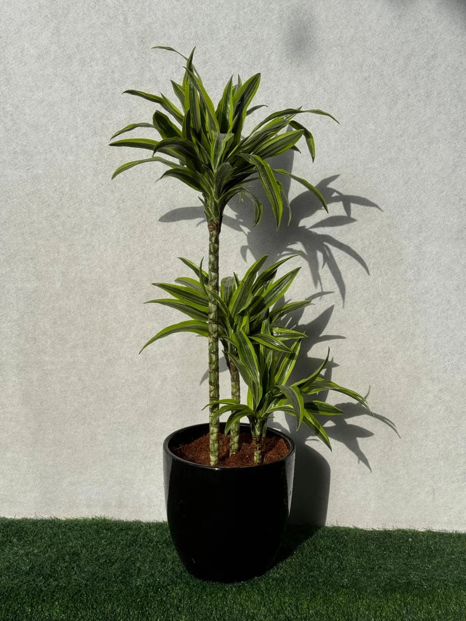 Dracaena Lemon Lime Plant - Ceramic Pot