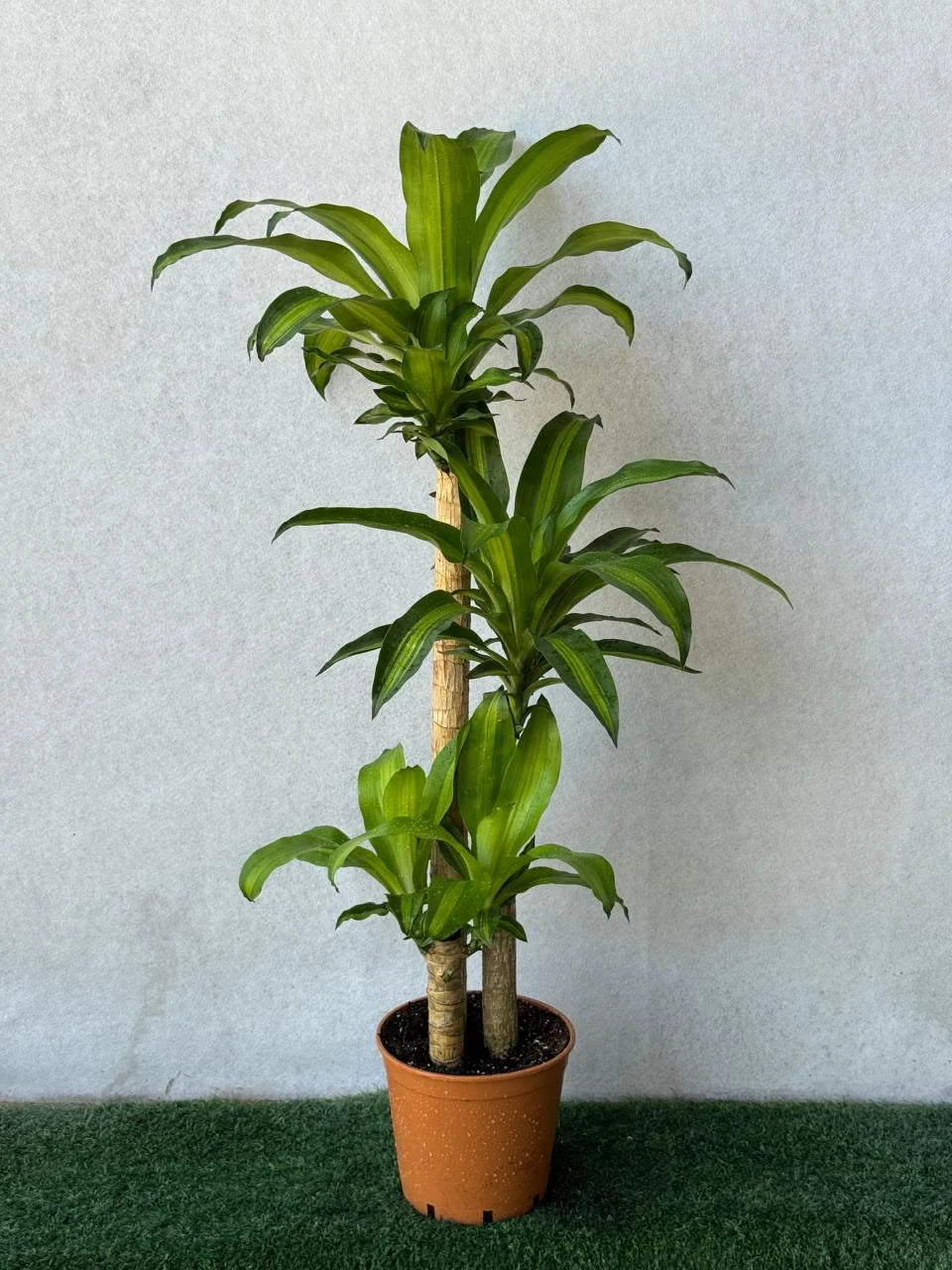 Dracaena Massangeana 3pp